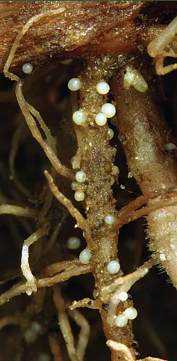Potato cyst nematode. Photo by Bonsak Hammeraas, Norwegian Institute for Agricultural and Environmental Research.