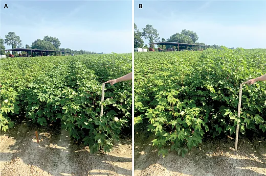 Figure 2. Photos of cotton during flowering that has been either treated with mepiquat chloride (A) or left untreated (B). Treated cotton is noticeably more compact and has a darker green canopy than untreated cotton (Photos by L.C. Hand).