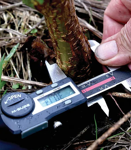 Measuring one of trees planted for The Carbon Communityâs rock weathering field trial. Photo by Paul Box.
