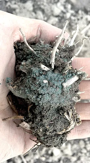 Rock dust integrated with soil and roots, part of an enhanced weathering experiment by Ben Houltonâs group at Cornell University. Photo by Garrett Boudinot, former research associate at the Houlton Laboratory.