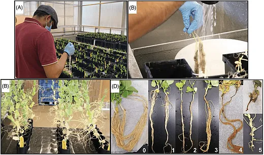 Figure 2. The step-by-step procedures for visual scoring of Aphanomyces root rot (ARR) resistance (a) inoculation of seven- to nine-day-old seedlings, (b) harvesting, (c) rinsing of roots, and (d) visual scoring scale of 0 to 5 for ARR in pea.