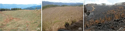 Photos of the site looking northeast: (a) four months post-harvest in March 2012, (b) six years post-harvest in March 2018, and (c) immediately post-fire in September 2020. Photo courtesy of K. McCool.