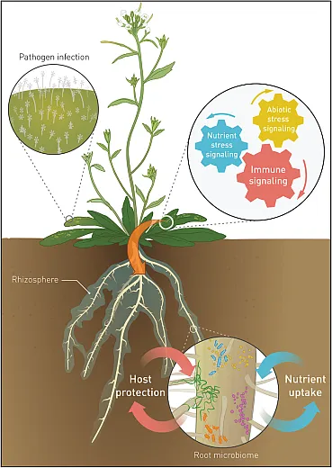 Rhizosphere microbes play a vital role in bolstering disease resistance by repelling or out- competing plant pathogens, forming physical barriers, enhancing nutrient availability, anddiminishing resources accessible to pathogens. Illustration reprinted with permission from âThe Soil-Borne Legacy,â by Bakker et al. (2018), originally published in the journal Cell (https://doi.org/10.1016/j.cell.2018.02.024).