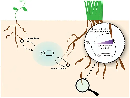 Root exudates serve as crucial components of microbeâplant interactions. While plants can regulate root exudation, soil microbes can enhance exudation rates and release moleculesthat affect root exudation patterns. This illustration is an adaptation from a figure originally published in the article âRoot Exudation of Primary Metabolites: Mechanisms andTheir Roles in Plant Responses to Environmental Stimuli,â by Canarini et al. in the journalFrontiers. It is published and adapted under this license: https://creativecommons.org/ licenses/by/4.0/.