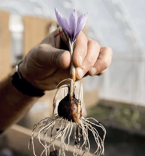 The saffron crocus, Crocus sativus, grows from a corm, seen here. It is a sterile triploid plant and is propagated through daughter corms. Photo by Ian Thomas Jansen-Lonnquist.