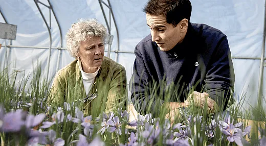 Researchers Margaret Skinner (left) and Arash Ghalehgolabbehbahani (right) began growing saffron at the University of Vermont with hopes it could become an economically viable crop for New Englandâs small, diversified growers. Photo by Ian Thomas Jansen-Lonnquist.