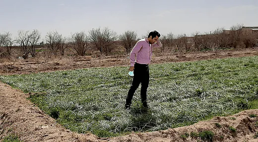 Researcher Hadi Piratseh-Anosheh monitoring saffron nutrition at a farm in Hosseinabad Village, Yazd Province, Iran, post-flower harvest. Photo courtesy of Hadi Piratseh-Anosheh.
