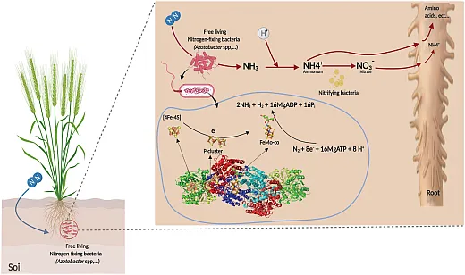 Illustration shows the mechanism of non-symbiotic fixation of atmospheric nitrogen by Azotobacter sp. It is reprinted under this license https://creativecommons.org/licenses/by/4.0/ from the article in the journal Frontiers by Aasfar et al. (2021), âNitrogen Fixing Azotobacter Species as Potential Soil Biological Enhancers for Crop Nutrition and Yield Stability.â