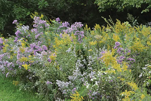 Fall prairie blooms near Iron Bridge Trailhead in Midewin National Tallgrass Prairie, one of Illinoisâ few remaining patches of prairie ecosystem. Photo by the U.S. Forest Service.