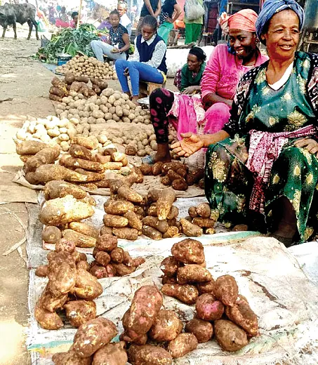 Markets need to sell multiple varieties of orange-fleshed sweet potato (OFSP) because peopleâs preferences and uses vary. Photo by Frezer Asfaw.