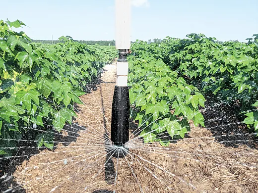 Effective moisture management, such as through irrigation, is essential for sustaining soil health and microbial communities. Photo by Udayakumar Sekaran.