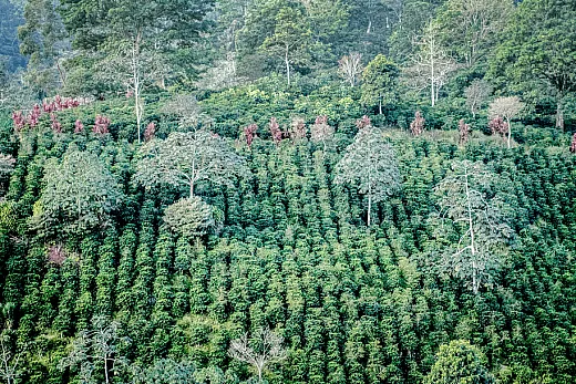 Coffee plants growing on a farm in Costa Rica. The industry has important cultural significance in the country. Photo by E. Remsberg.