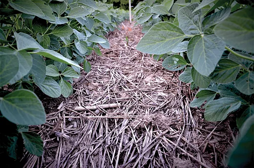 Adopting agroecological principles like maximizing biodiversity and promoting soil cover enhances soil organic matter and microbial ac- tivity and diversity, leading to improved carbon sequestration, water infiltration, wildlife habitats, and profitability. Photo by Gurbir Singh.
