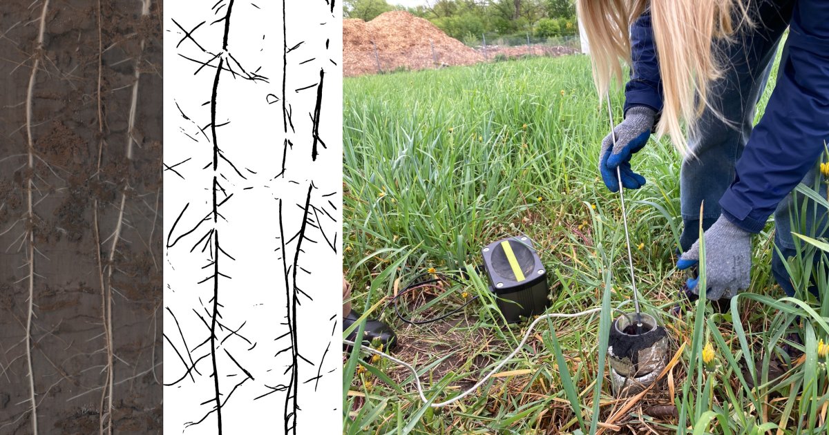 Root Scanning Camera Belowground Cameras and Machine-Learning Analysis for Root Phenotyping ...