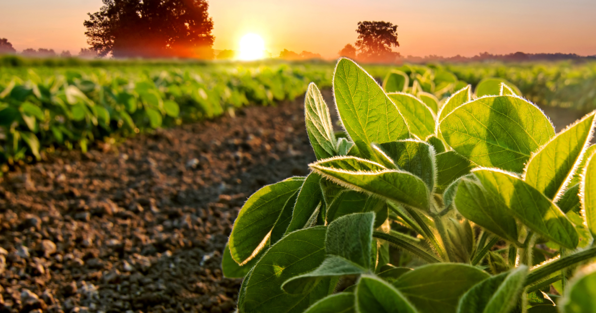 Sssa Careers in Agronomy, Crop, and Soil Science | Science Societies