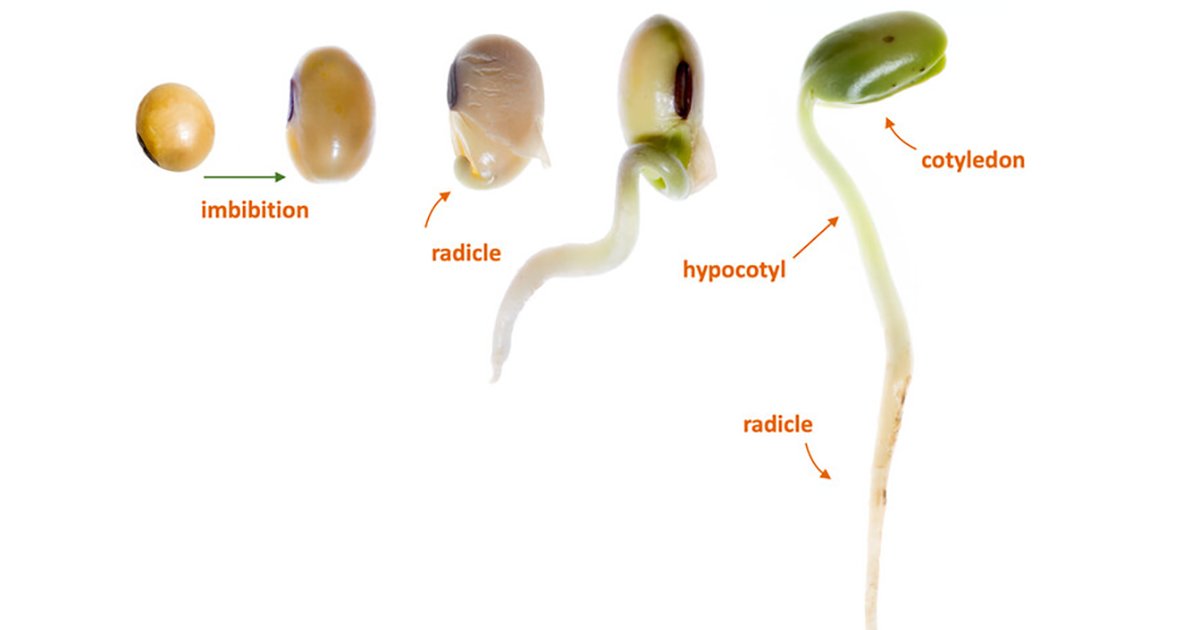 The soybean growth cycle: Important risks and management strategies ...
