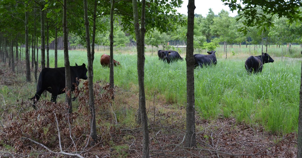 Land use and forage management impacts on soil carbon | Science Societies