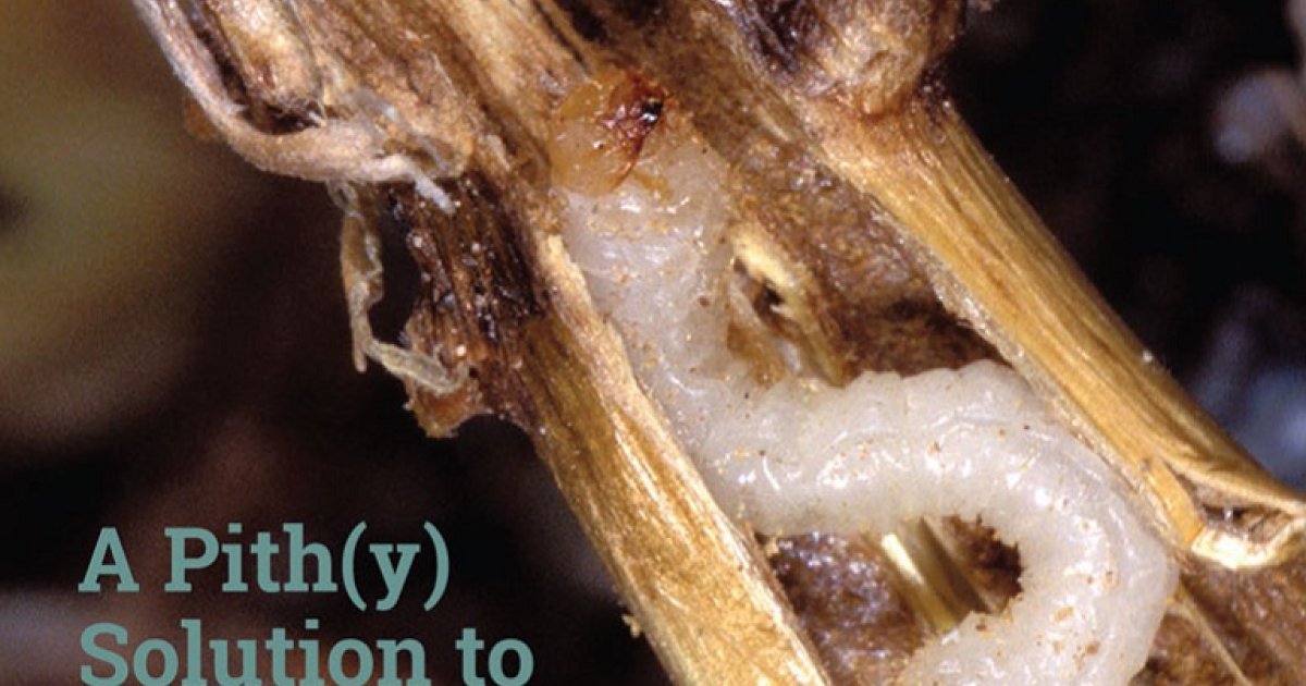 Pathteya Insect CSA News: Volume 65, Issue 6 | Science Societies