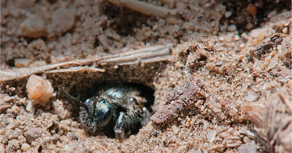 Abundant food but nowhere to live | Science Societies