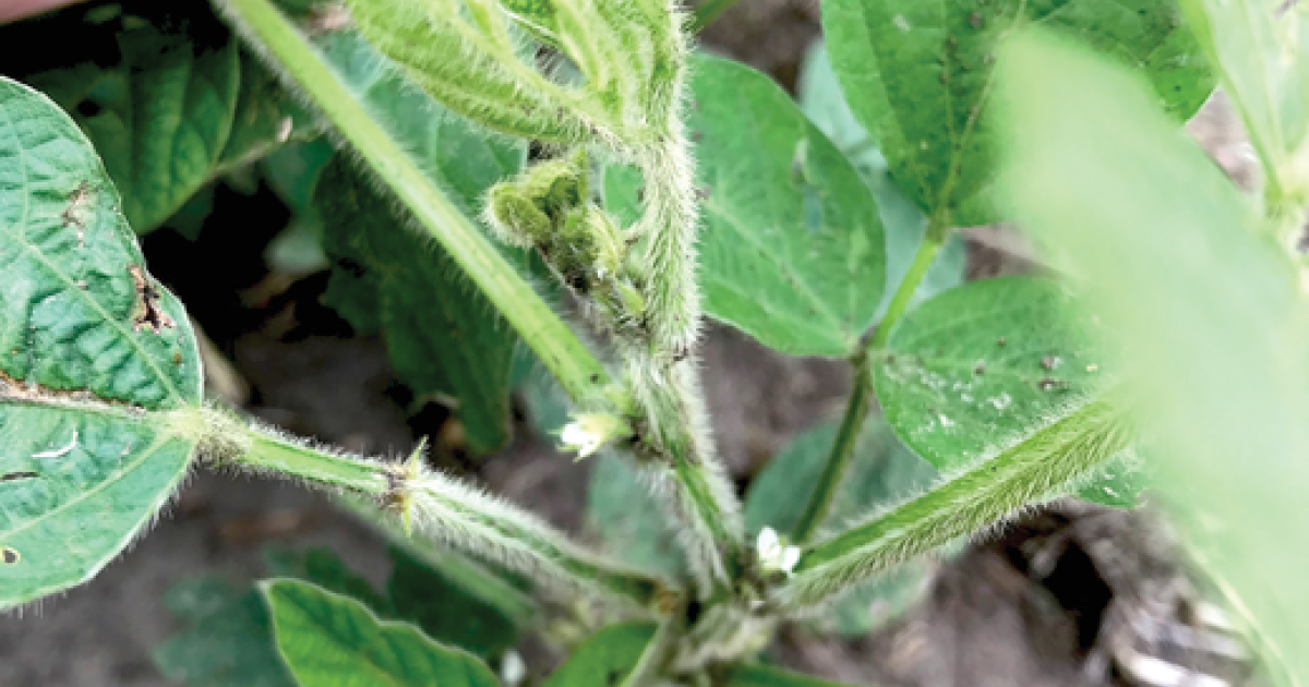 Micro Polybeans Biodegradable Nanoparticles Safe for Soybean | Science Societies