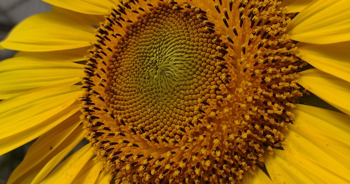 Explainable AI helps describe how weather conditions impact sunflower ...