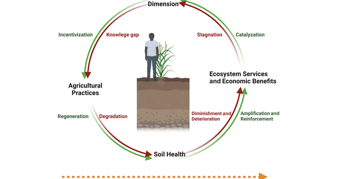 Unlocking Sustainable Farming: The Soil Health Cycle's Future