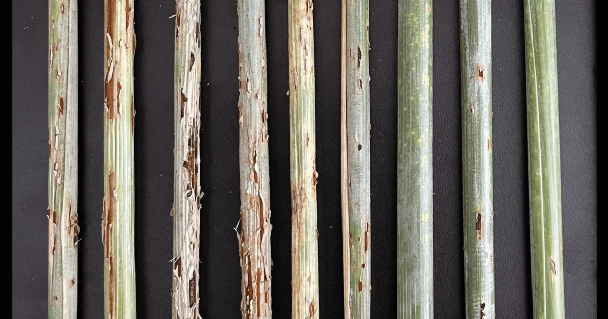 New Multi-Rust-Resistant Barley Genotypes | Science Societies